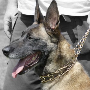 Парфорс «Dog Training Equipment» HS 50004 010 67 из курогана для малинуа